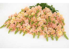 hledik-snapstar-champagne-75s