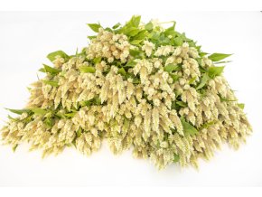 nevadlec-celway-white-30s