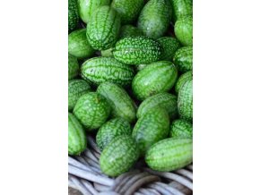 OKURKA MOUSE MELON - mexická 15 s