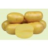 Sadbové brambory - Anuschka 