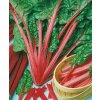 MANGOLD - RHUBARB CHARD 3 g