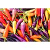 paprika bolivian rainbow rocni chilli 10 s3