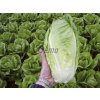 salat gelbus rimsky 0 7 g2