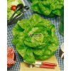 salat faraon hlavkovy 0 6 g2