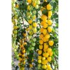 rajce tyckove appleberry yellow f1 6 s 1