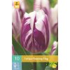 Karta Tulipán Flaming Flag (10 cibulí)