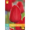 Karta Tulipán Red Impression (10 cibulí)