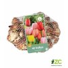 Síťka XXL Tulipán Darwin Hybrid Mix (40 cibulí)