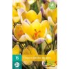 Karta Krokus Advance (15 cibulí)