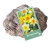 sitka-xxl-narcis-large-cupped-mix--40-cibuli-