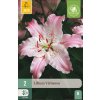 karta-lilie-virtuoso--2-cibule-b-