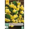 karta-begonie-pendula-yellow--3-cibule-