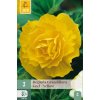 begonie-grandiflora-yellow--1-cibule