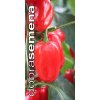 paprika snacking red f1 zeleninova 10 s