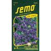 STATICE KAMPFS BLUE - fialová 0.5 g