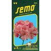 PELARGONIE PÁSKATÁ - HORIZON RIPPLE RASPBERRY 11 s