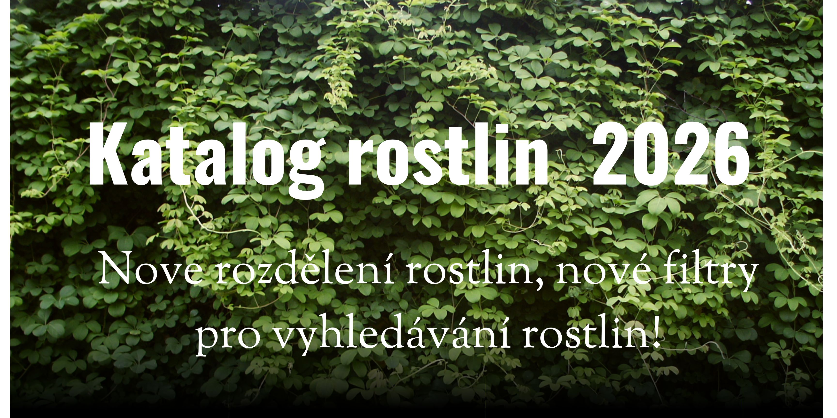 Nový katalog 2026 na pozadí Akebia