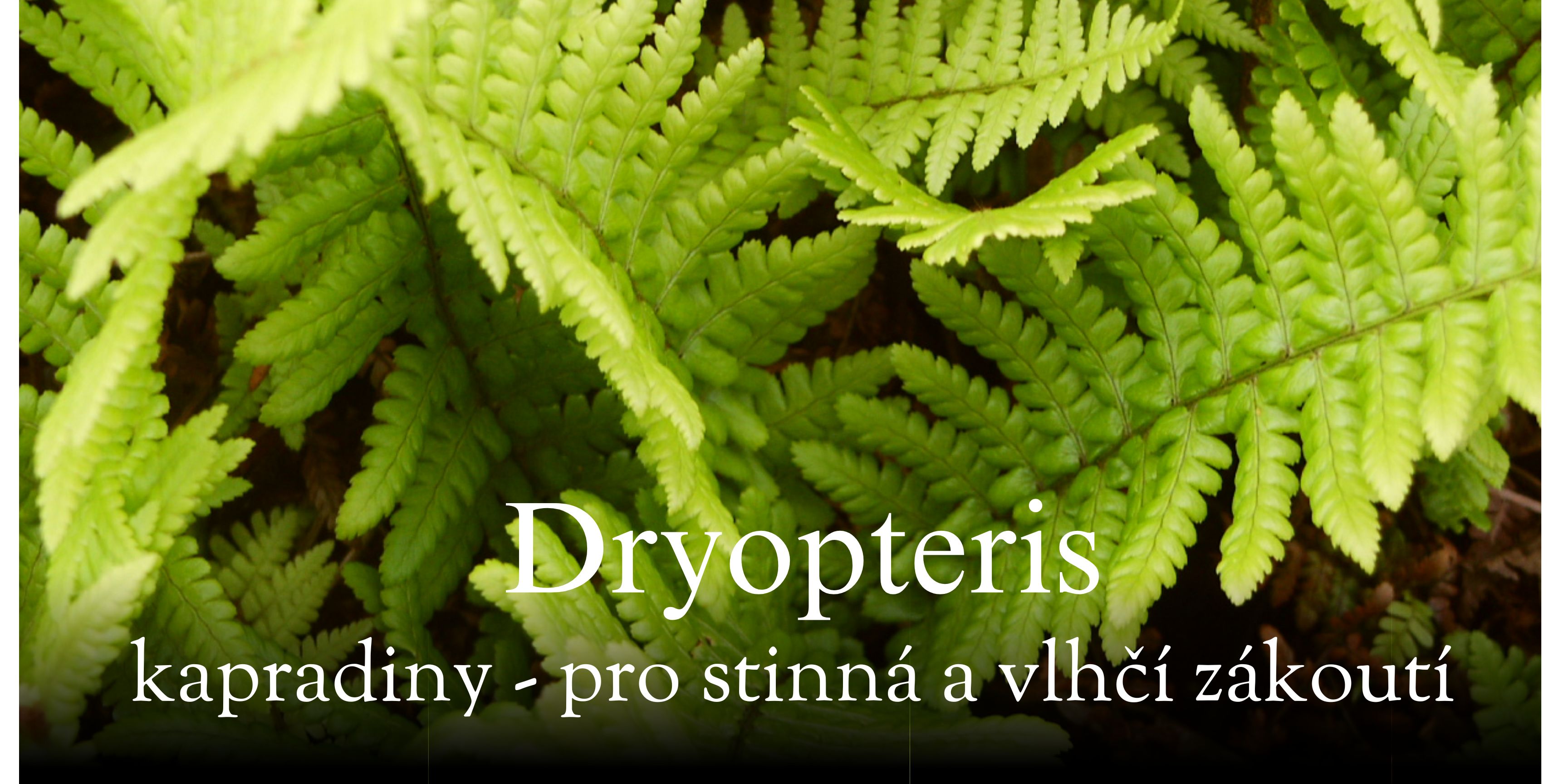 Dryopteris jarní listy