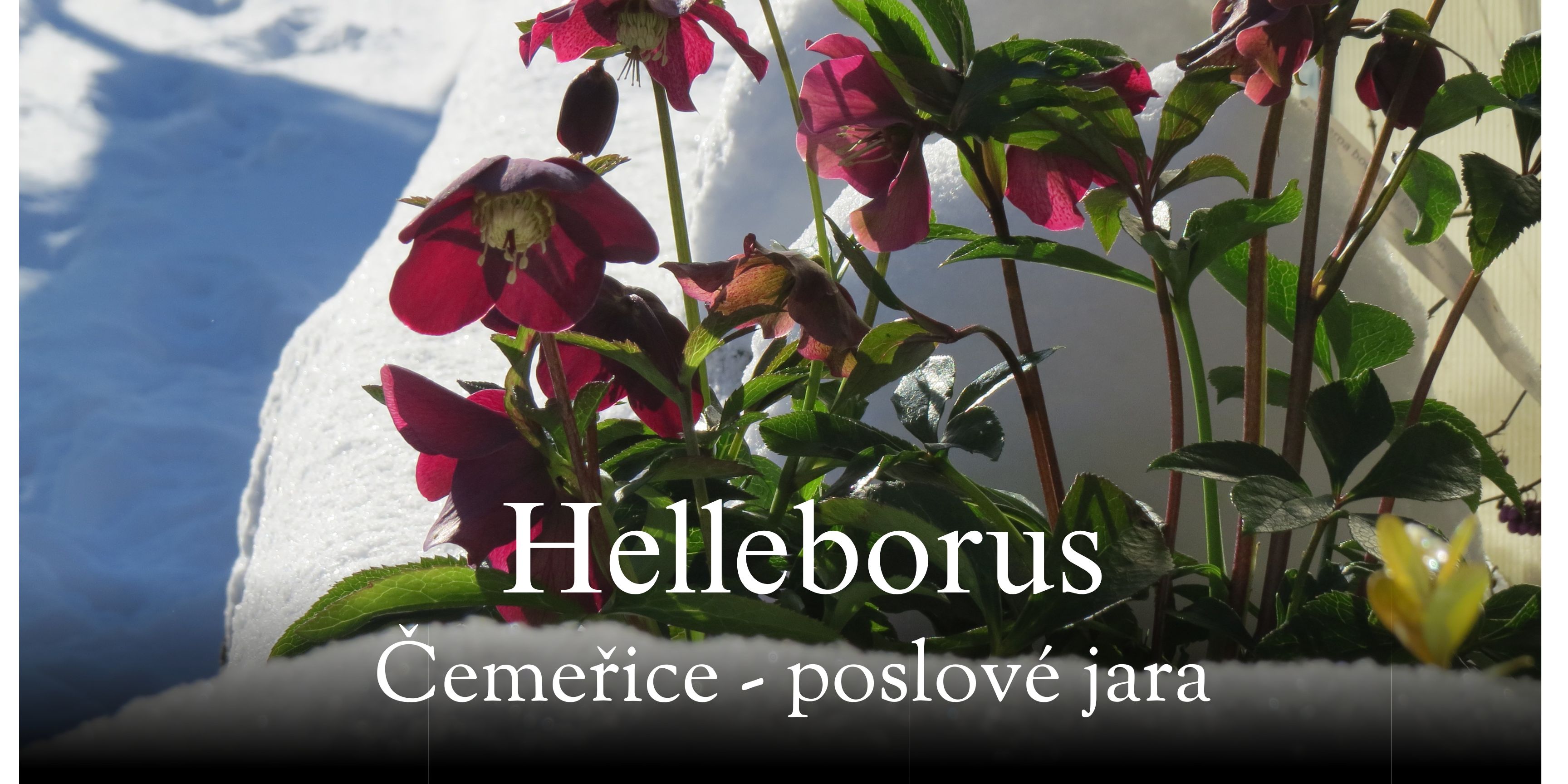 čemeřice - poslové jara - kvetoucí vínově červená čemeřice uprostřed sněhu.