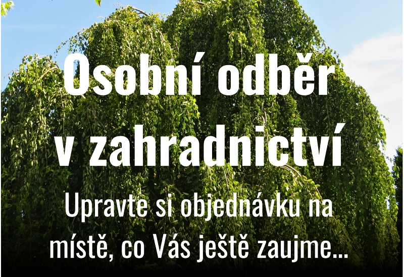 Osobni odběr v zahradnictví, detail kvetu komule
