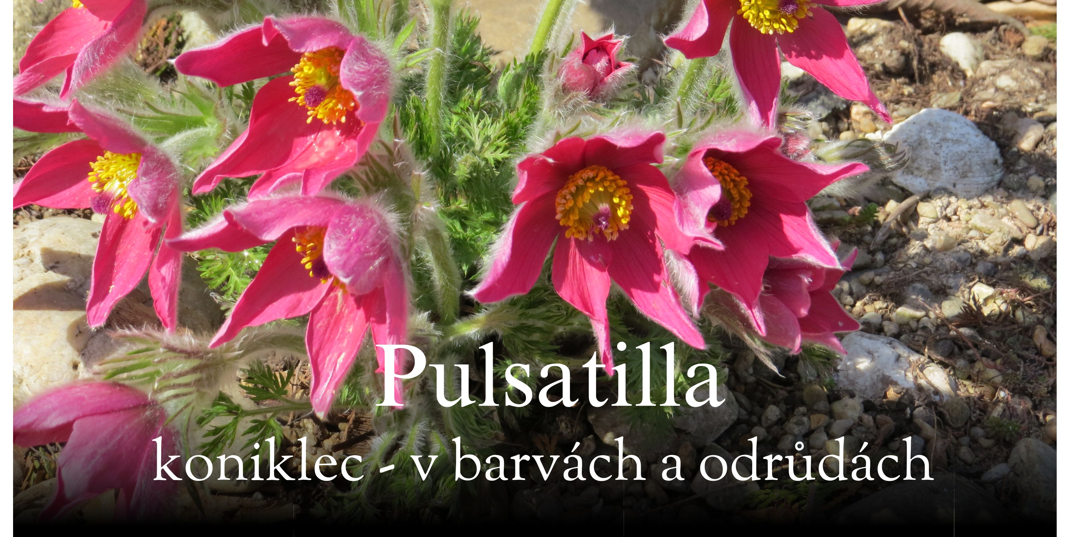 Trvalky a skalničky v sortimentu