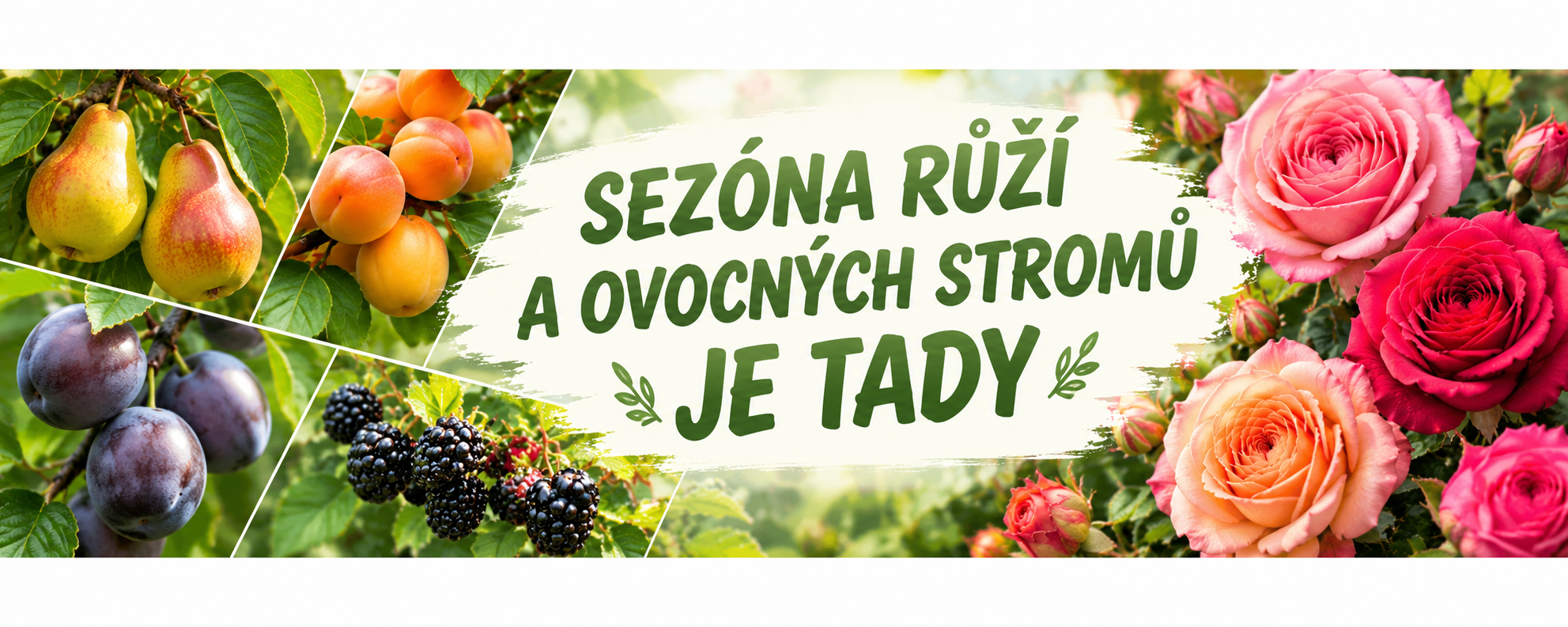 zahájena sezńa ovocných stromů a růží