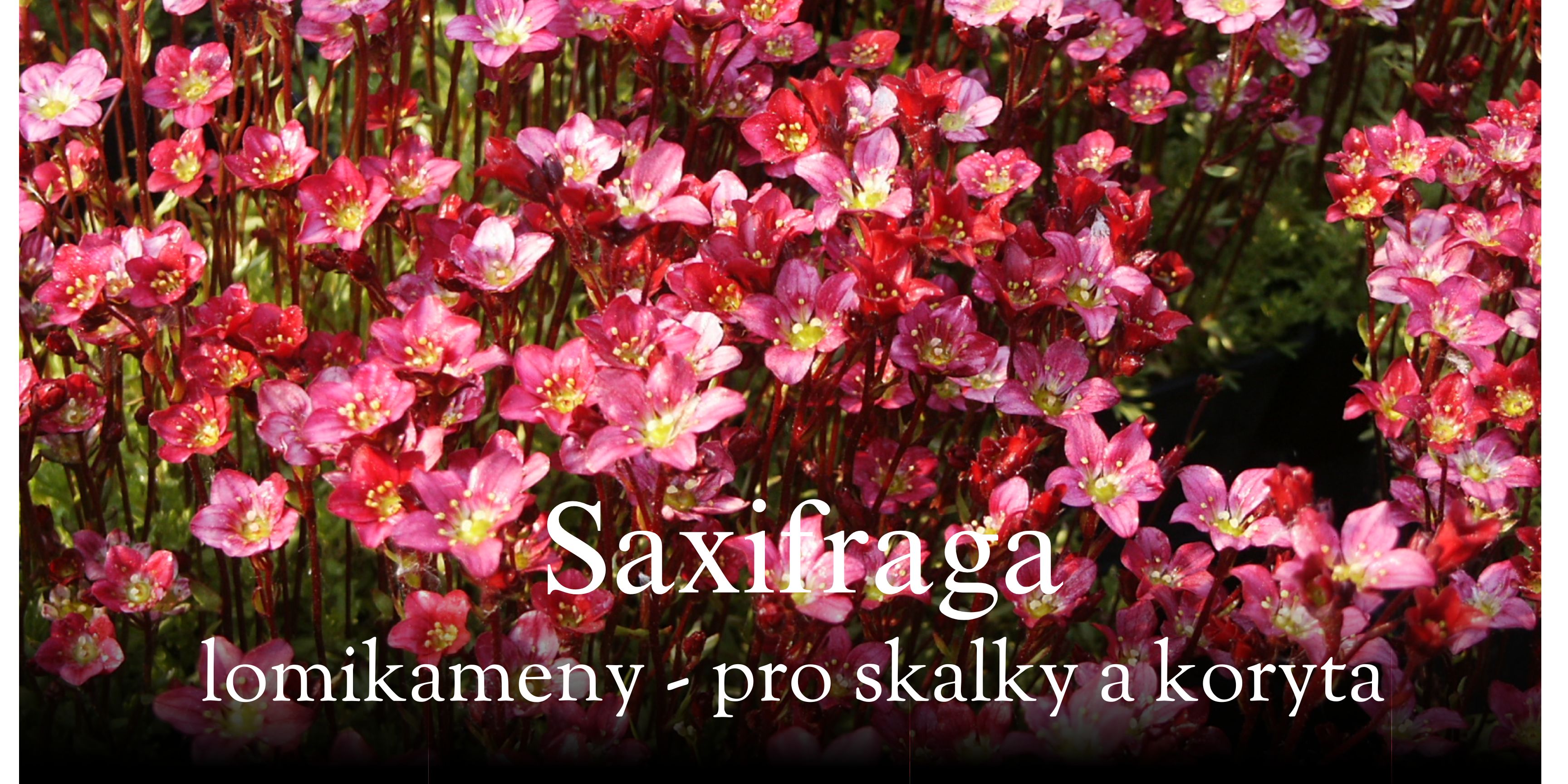 Saxifraga - lomikámen v květu