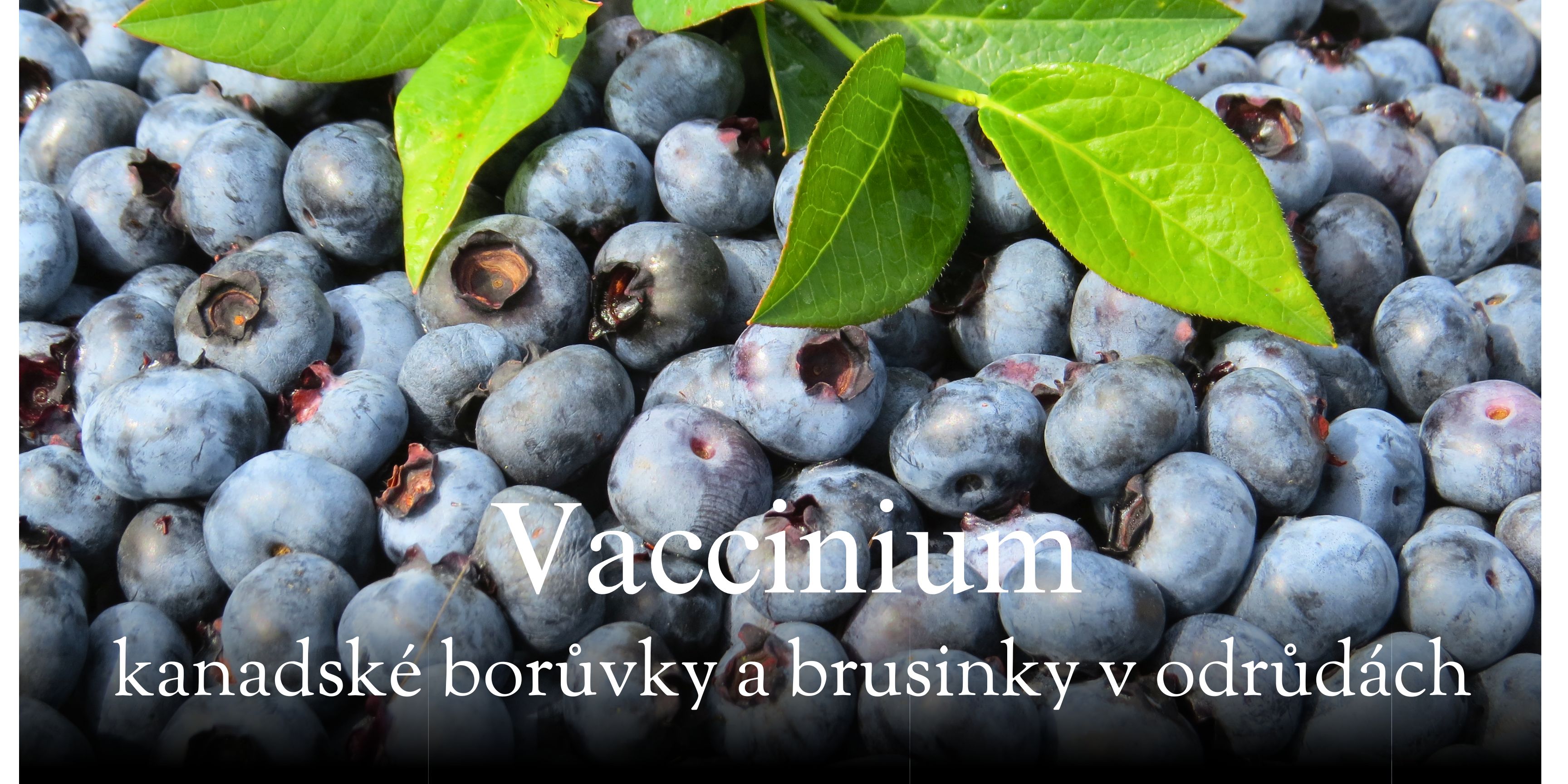 Plody borůvek v misce a dekorace listy