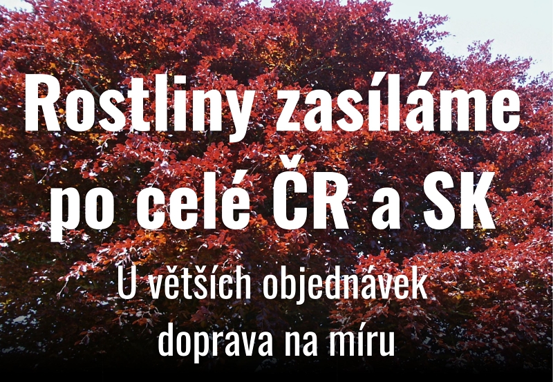 Rostliny zasilame po cele CR a SK, kvetoucí levandule