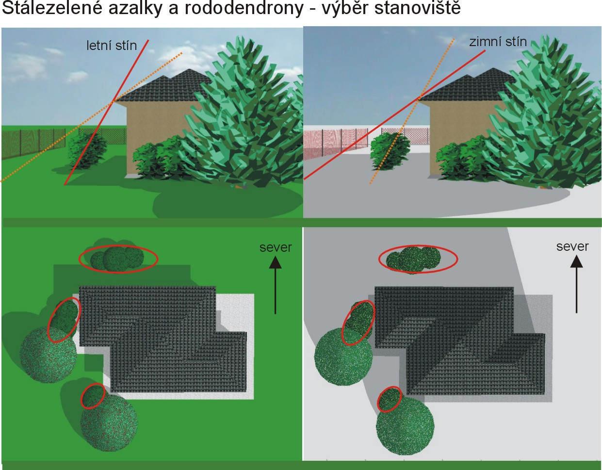 Výběr stanoviště pro stálezelené azalky a rododendrony