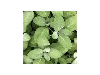 Salvia%20officinalis%20Cullinaria02