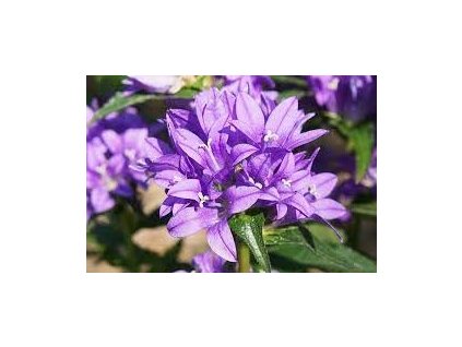 Campanula%20glomerata%20aculis%2001