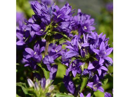 Campanula glomerata Acaulis 01