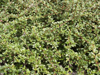 Cotoneaster%20dammeri%20Skogholm%2003