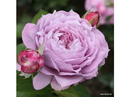 rosa novalis m