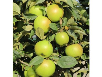 Malus Bolero m