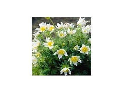 pulsatila white1m1