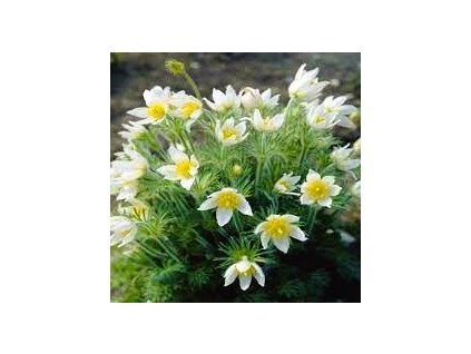 Pulsatilla%20Pulsar%20White%2001