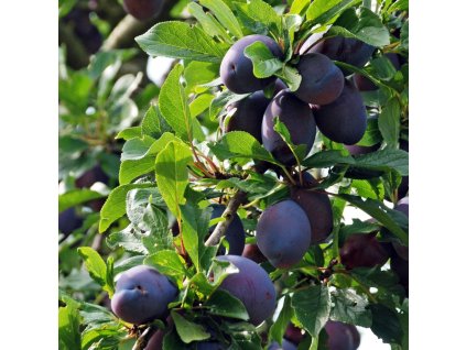 Prunus domestica fruco