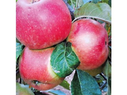 Malus James Grieve Red