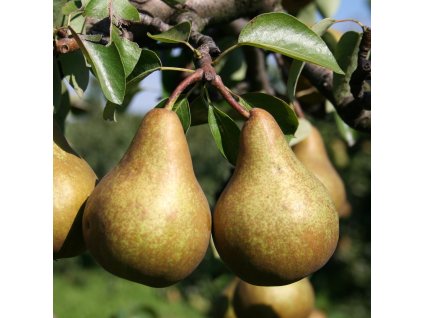 Hrusen Boscova Lahvice 01m