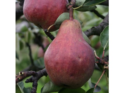 Hrusen Clappova cervena ctv