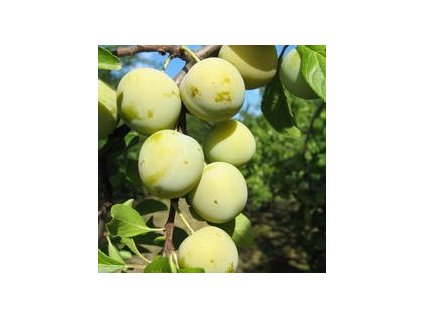 Zelena%20renkloda01b