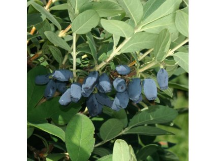 Lonicera kamtchatica 01bm1