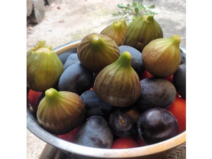 Ficus%20Francuesca02b