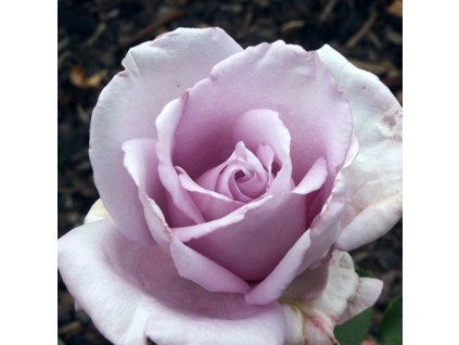 Rosa%20Mainzer%20Fastnacht