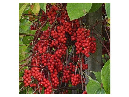 Schisandra01b