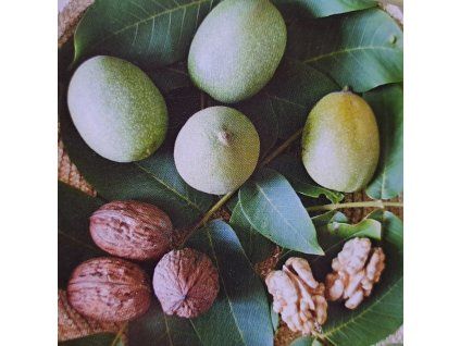 Juglans%20Bohumil