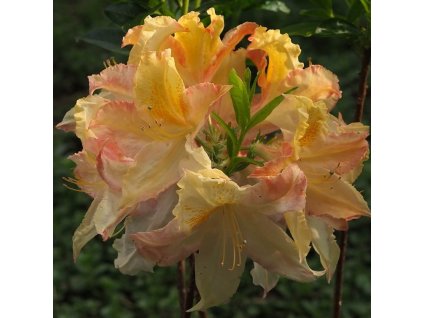 AZalea%20Zuza01b