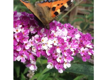 Buddleia%20Berries%20and%20Cream01b